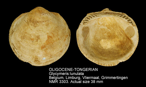 OLIGOCENE-TONGERIAN Glycymeris lunulata.jpg - OLIGOCENE-TONGERIAN Glycymeris lunulata (Nyst,1836)